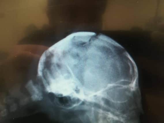 X-rays revealed the kitten had a fractured skull