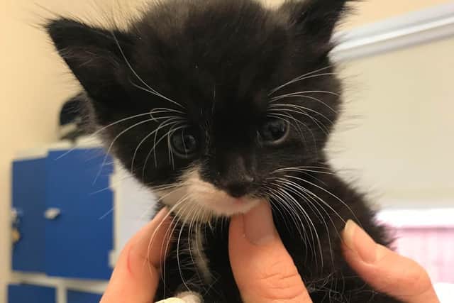 The kitten was discovered after a man heard squeals coming from a hedgerow
