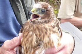 Apollo the hen harrier, who has flown from his nesting site in Bowland, Lancashire to his winter home in Extrremadura, Spain, twice in two years. His brother Dynamo, meanwhile, has ventured less than 50 miles in the same period