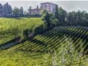 A vineyard in Tuscany, where one of Tom’s favourite wines – Sassicaia – comes from Pictures: MAKSROSSI/PIXABAY