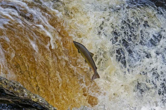 Fish passes could mean salmon back in Wigan waterways after around 150 years