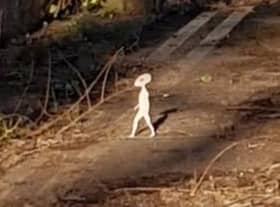 The 'tiny' humanoid captured on camera by Mellisa