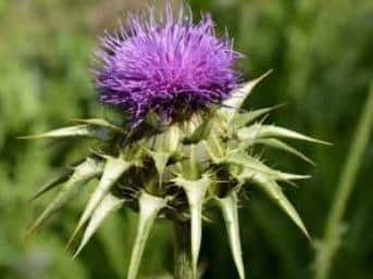 Milk thistle