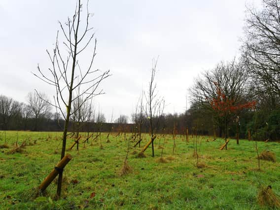 The council plans a memorial woodland to those who have died with Covid-19
