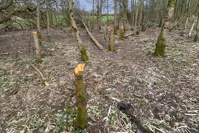 Some of the damaged trees in the woods in Lowton