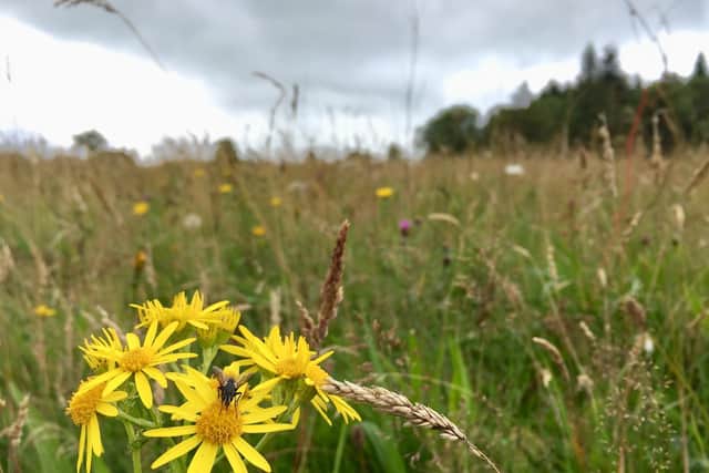 The B-Lines aim to join up wildflower-rich areas. Photo: Claire Pumfrey (Buglife)