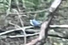 A picture of the belted kingfisher in trees on the River Ribble, near Samlesbury, taken by George Shannon. George was fishing near Redscar Woods when he spotted the rare bird, which is usually only found in the US and Canada.