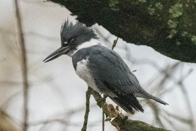 Leonard Poxon took this picture of the belted kingfisher on the Leeds-Liverpool Canal at Withnell Fold, near Chorley. The bird is usually only found in the US and Canada and has caused excietement in the birding community