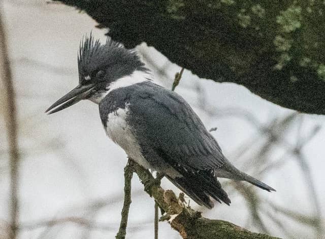 Leonard Poxon took this picture of the belted kingfisher on the Leeds-Liverpool Canal at Withnell Fold, near Chorley. The bird is usually only found in the US and Canada and has caused excietement in the birding community