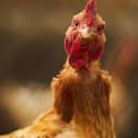 Bird flu cases have been confirmed near Wigan (image: Shutterstock)