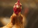 Bird flu cases have been confirmed near Wigan (image: Shutterstock)