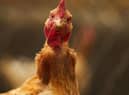 Bird flu cases have been confirmed near Wigan (image: Shutterstock)