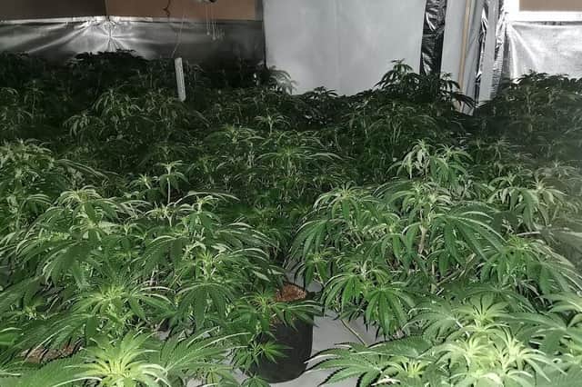 More than 100 plants were uncovered by police