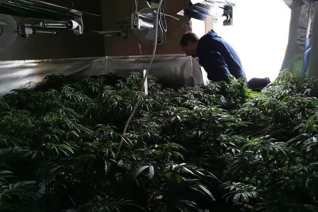 More than 100 plants were found