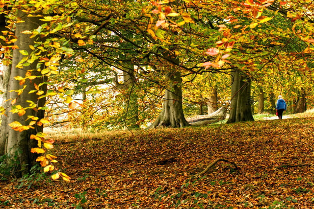 Autumn in Nostell Woods