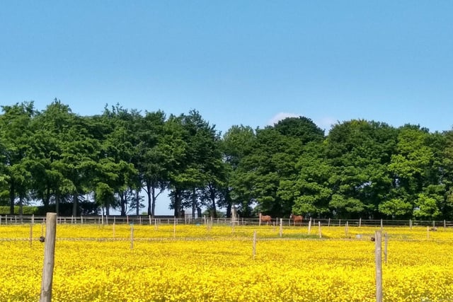 Buttercups meadows at Ledston near Castleford