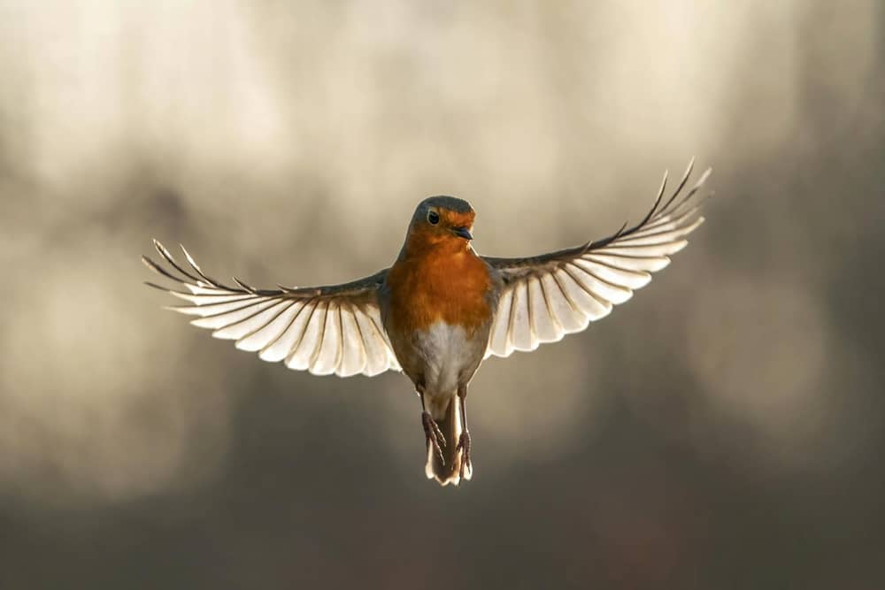 One of wildlife photographer Lee O'Dwyer's shots