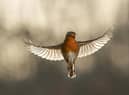 One of wildlife photographer Lee O'Dwyer's shots