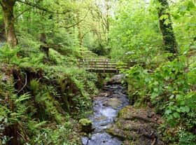 Fairy Glen