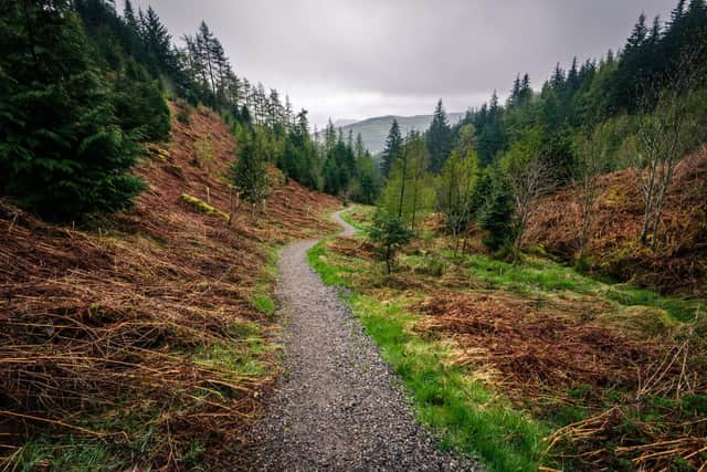 Whinlatter, in the Lake District