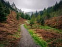 Whinlatter, in the Lake District