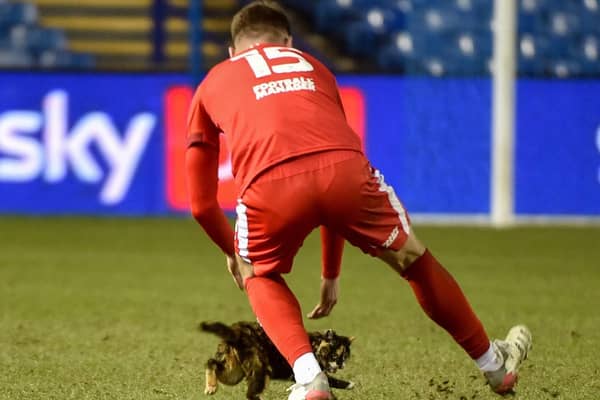 Jason Kerr and his new fur-end at Hillsborough