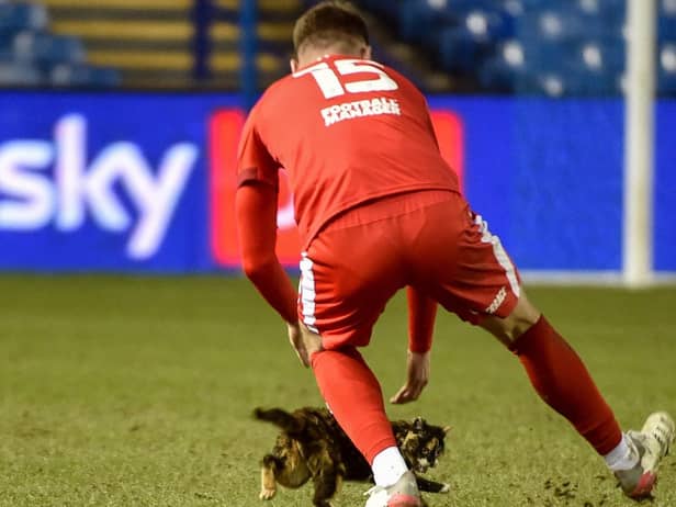 Jason Kerr and his new fur-end at Hillsborough