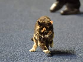 Topsey, the naughty tortie who befriended Jason Kerr at Hillsborough
