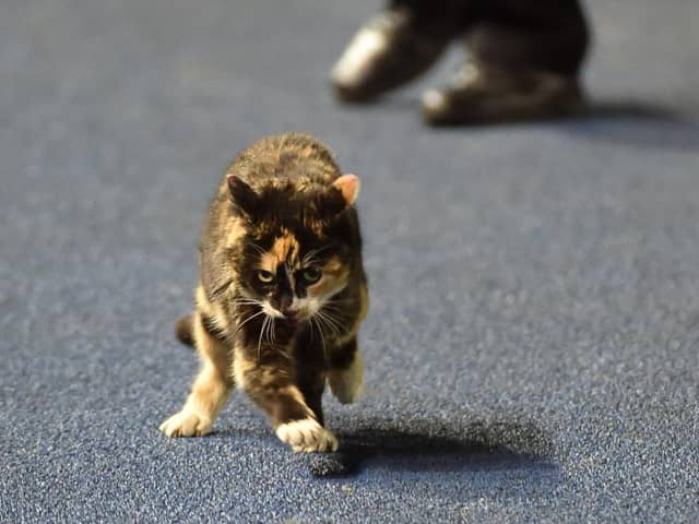 Topsey, the naughty tortie who befriended Jason Kerr at Hillsborough