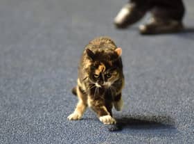 Topsey, the naughty tortie who befriended Jason Kerr at Hillsborough