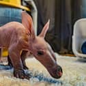 Dobby the aardvark weighed just 1kg.