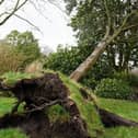 A tree in Mesnes Park falls victim to Storm Eunice