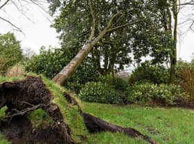 A tree in Mesnes Park falls victim to Storm Eunice
