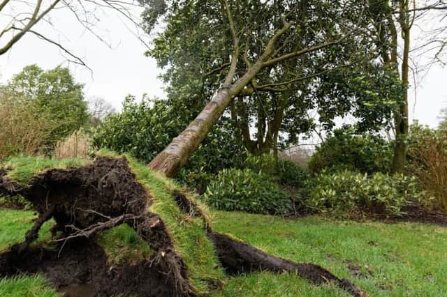 A tree in Mesnes Park falls victim to Storm Eunice