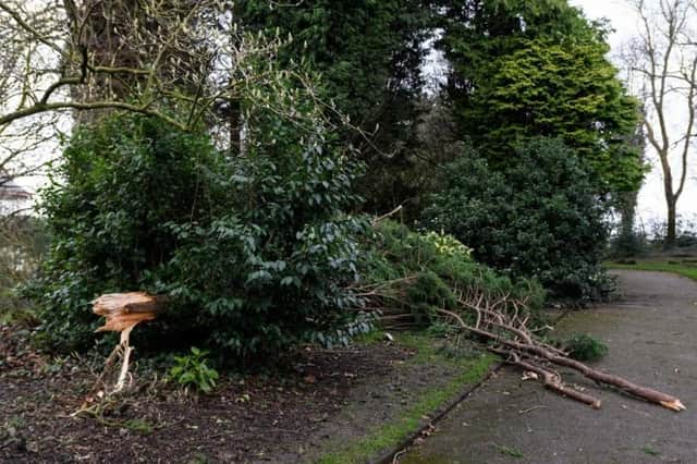 More trees felled by the high winds in Mesnes Park