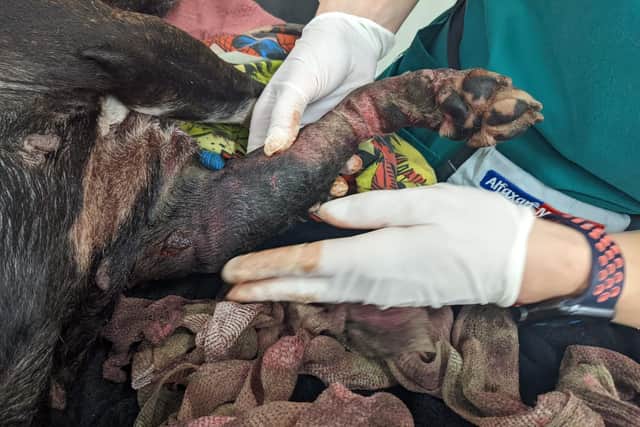 The body of a brindle and white Staffordshire bull terrier was found at Lancashire County Council’s Chorley Recycling Centre. An RSPCA investigation has been launched after the body of the dog was found 'covered in wounds'. Investigators fear the animal could have been injured in a dog fight