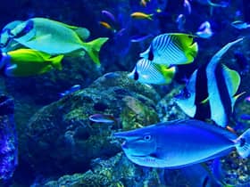 Oceans provide a habitat to more than 200,000 known species and cover over two-thirds of the Earth’s surface