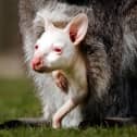 A rare, albino lockdown baby wallaby peers out of its mother's pouch at Yorkshire Wildlife Park