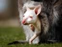 A rare, albino lockdown baby wallaby peers out of its mother's pouch at Yorkshire Wildlife Park