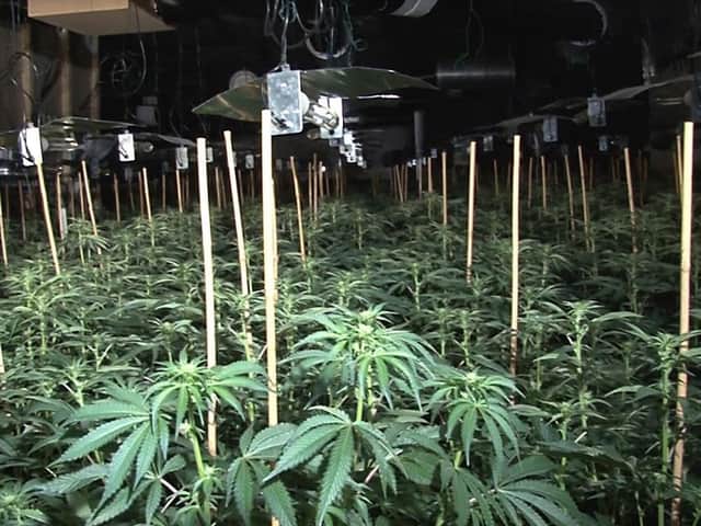 The huge cannabis farm in Manchester