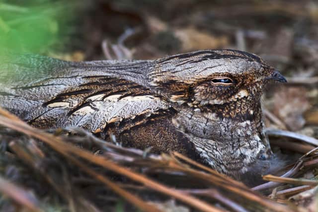 Common lizards, field voles, rare bog bush crickets and nightjars live in the habitat. (Photo by Lancashire Wildlife Trust)