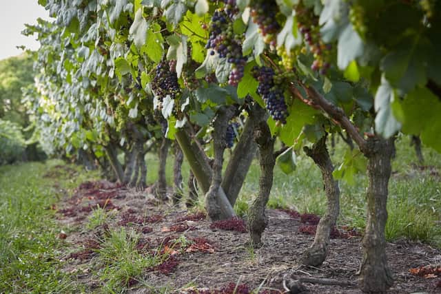 The “green harvest” at Pizzorno Wine vineyards. Picture: pizzornowine