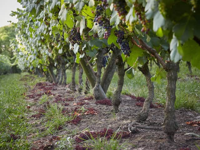 The “green harvest” at Pizzorno Wine vineyards. Picture: pizzornowine