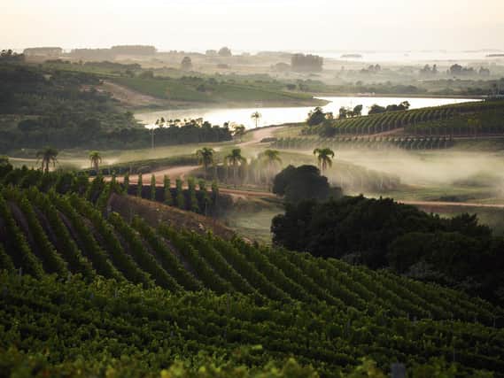The atmospheric vineyards at one of the top wine producers in Uruguay, Bodega Garzón. Photo: Bodega Garzón