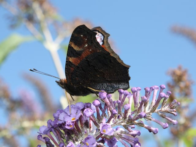A peacock butterfly, one of the species the Wildlife Trust for Lancashire, Manchester and North Merseyside is hoping to protect by fund-raising to create Nature Recovery Networks across the region. Picture: ALAN WRIGHT