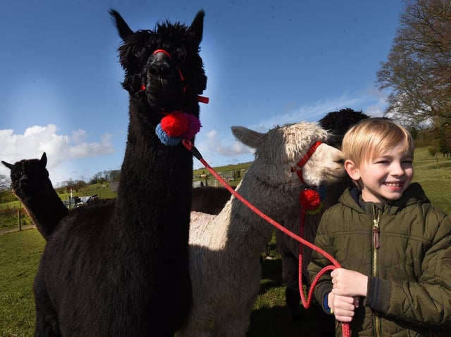 Harry, 7, enjoys walking one of the alpacas