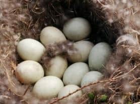 A duck has nested with eggs on the barge at Crooke Marina, Standish Lower Ground