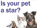 Enter our Top Pet competition and you could win a £50 Pets at Home voucher