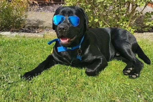 Bob looks chillled, sent in by Sonya Evans.