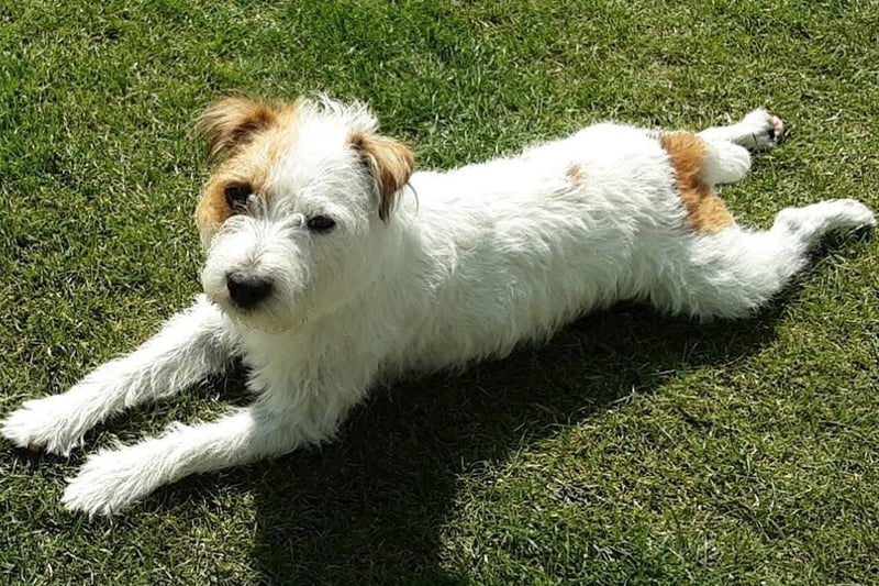 Kip relaxing in the sun, sent in by Pat Heatley